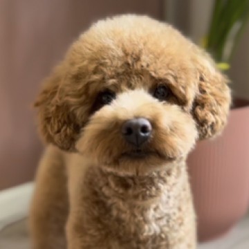 Nala